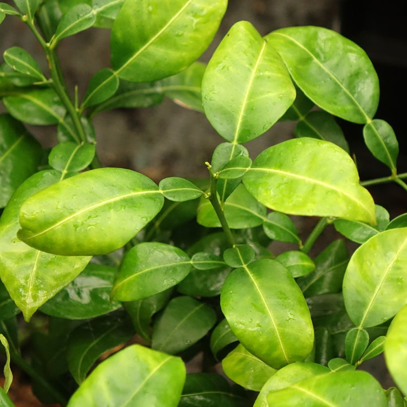 Yuzu - Citrus junos (Blad)