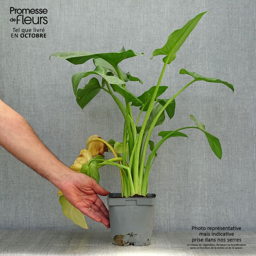 Exemplaar van Zantedeschia aethiopica Pink Flamingo - Witte aronskelk Pot van 2 l/3 l zoals geleverd in de herfst