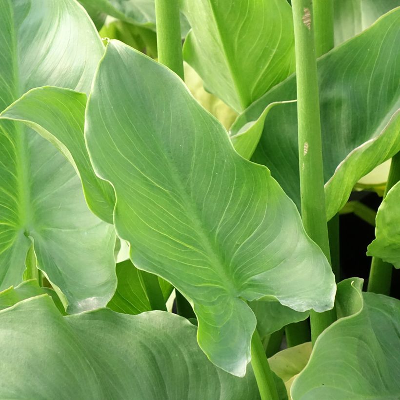 Zantedeschia aethiopica Pink Flamingo - Witte aronskelk (Blad)