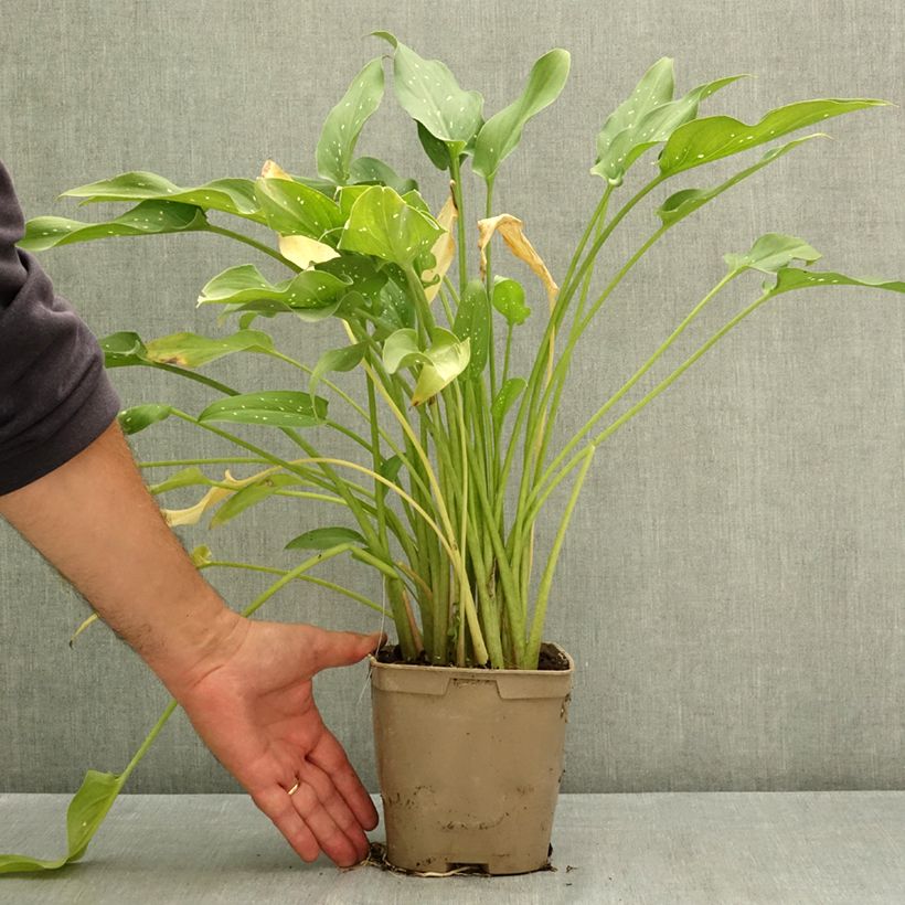 Exemplaar van Zantedeschia aethiopica Scented Lady - Witte aronskelk Pot van 2 l/3 l zoals geleverd in de zomer