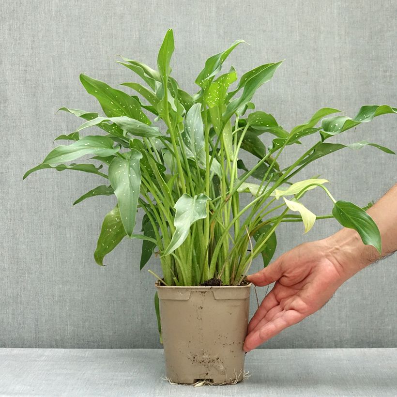 Exemplaar van Zantedeschia aethiopica Scented Lady - Witte aronskelk Pot van 2 l/3 l zoals geleverd in de lente