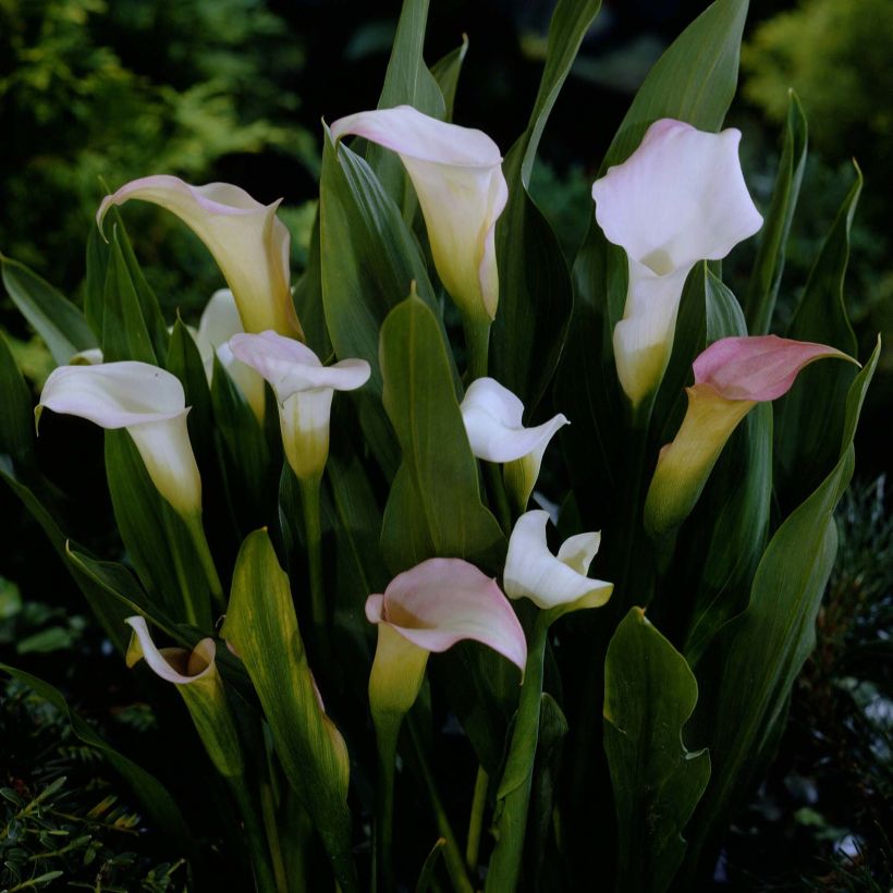 Zantedeschia Crystal Blush - Calla (Bloei)