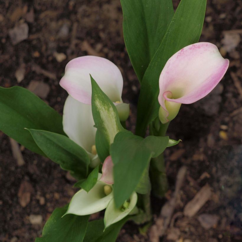 Zantedeschia Crystal Blush - Calla (Groeiplaats)
