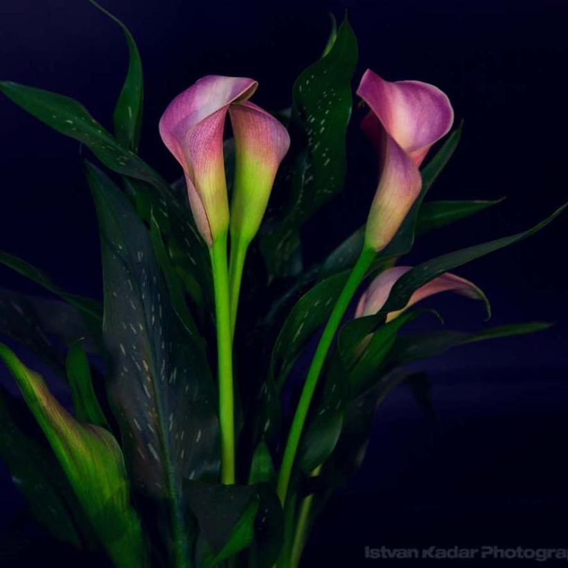 Zantedeschia Lavender Gem - Calla (Bloei)