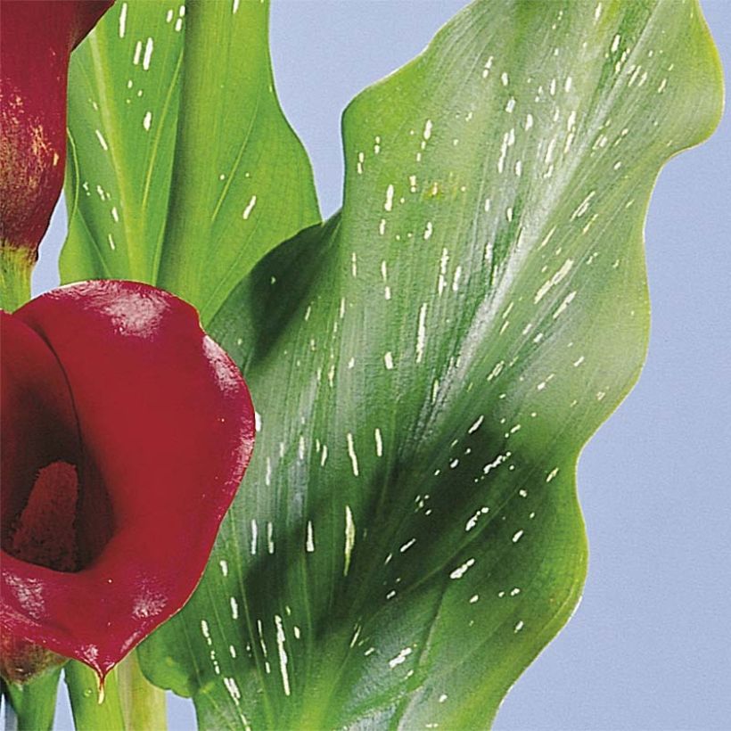 Zantedeschia Red Alert - Calla (Blad)