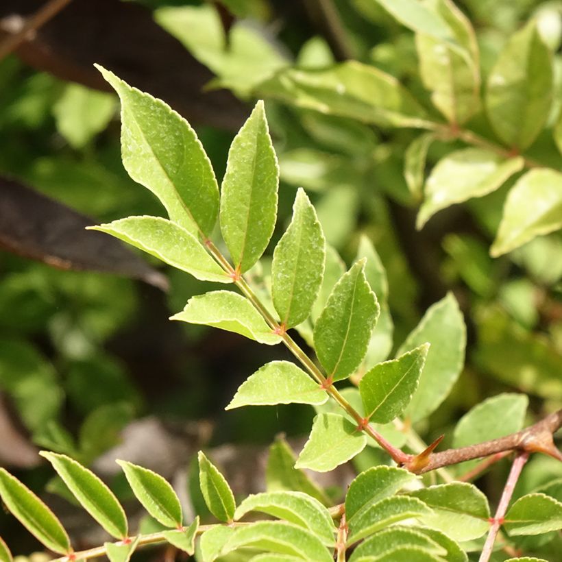 Zanthoxylum americanum - Kiespijnboom (Blad)