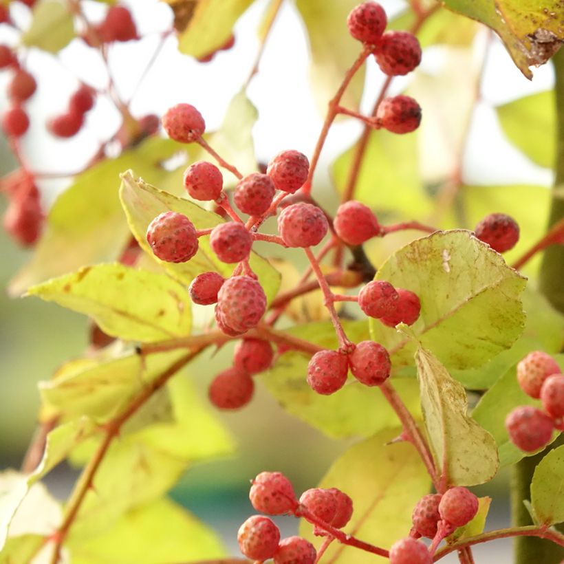 Zanthoxylum americanum - Kiespijnboom (Oogst)