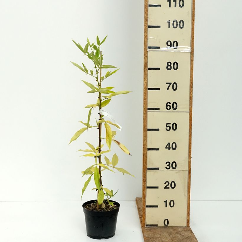 Exemplaar van Zanthoxylum armatum - Timut peper Pot van 3 l/4 l zoals geleverd in de zomer