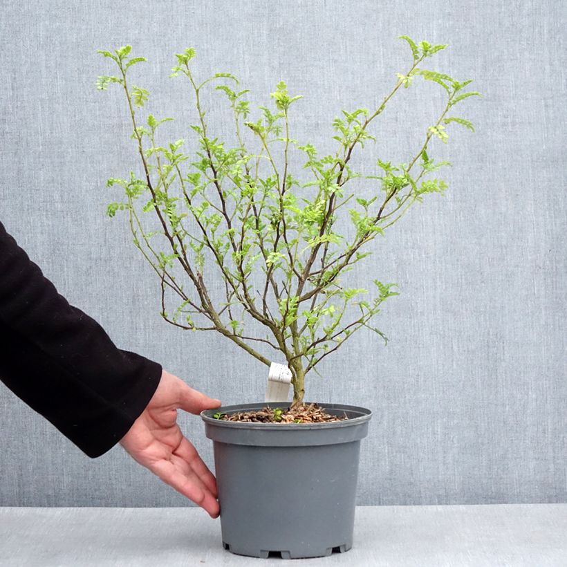 Exemplaar van Zanthoxylum beecheyanum - Japanse peper Pot van 3 l/4 l zoals geleverd in de lente