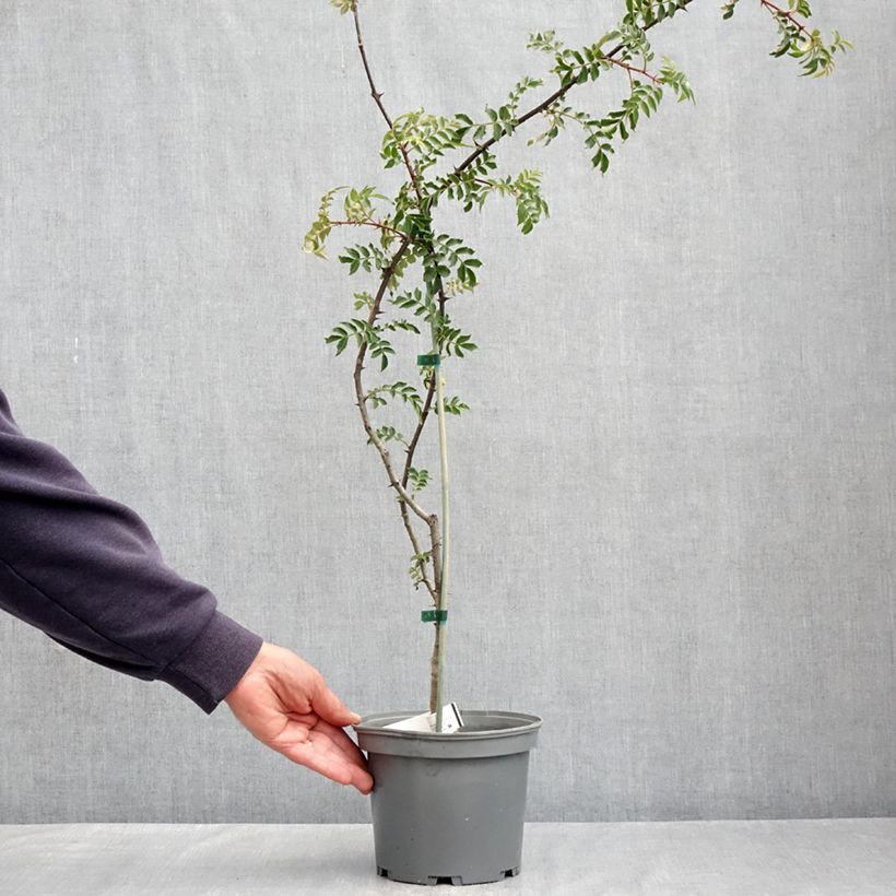 Exemplaar van Zanthoxylum schinifolium - Sichuanpeperboom Pot van 3 l/4 l zoals geleverd in de lente