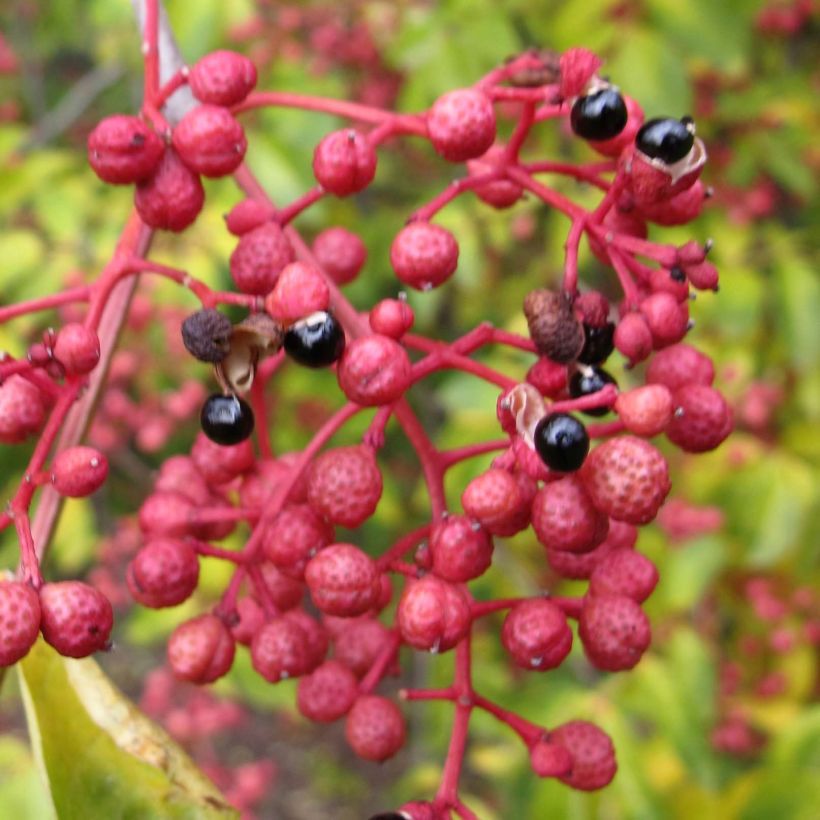 Zanthoxylum simulans - Japanse peper (Oogst)