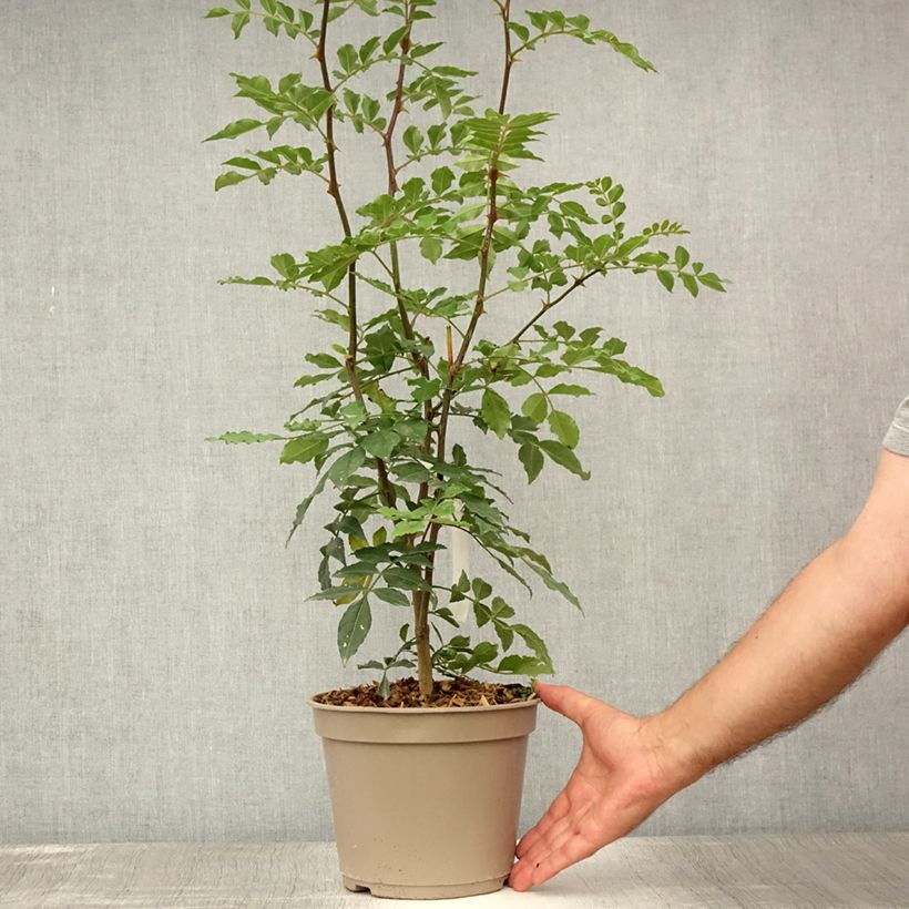 Exemplaar van Zanthoxylum simulans - Japanse peper Pot van 2 l/3 l zoals geleverd in de zomer
