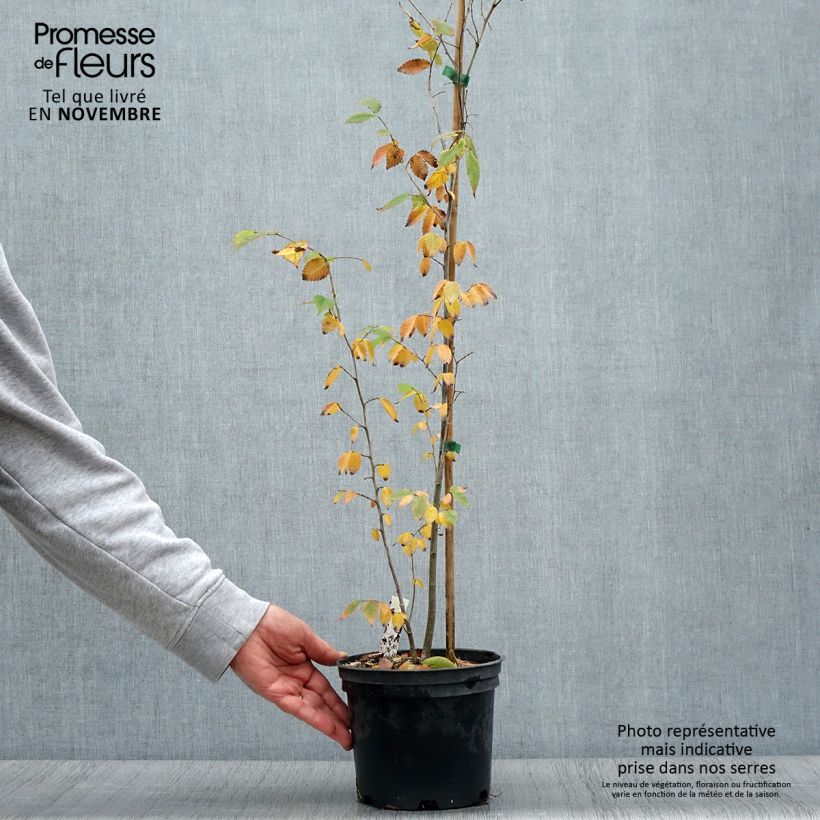 Exemplaar van Zelkova serrata - Japanse zelkova Pot van 3 l/4 l zoals geleverd in de herfst