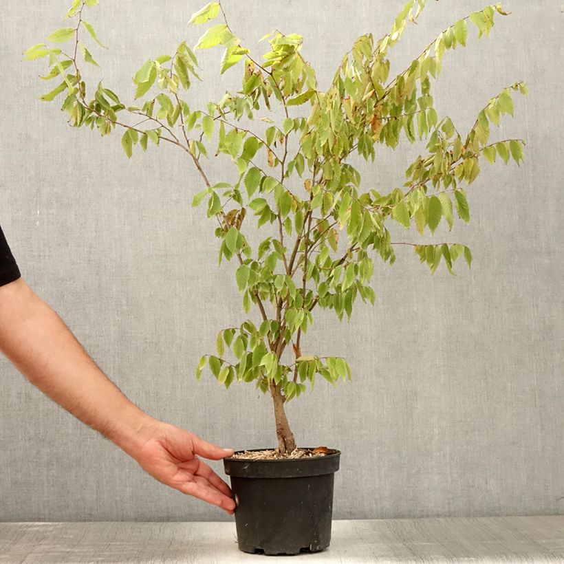 Exemplaar van Zelkova serrata - Japanse zelkova Pot van 3 l/4 l zoals geleverd in de zomer