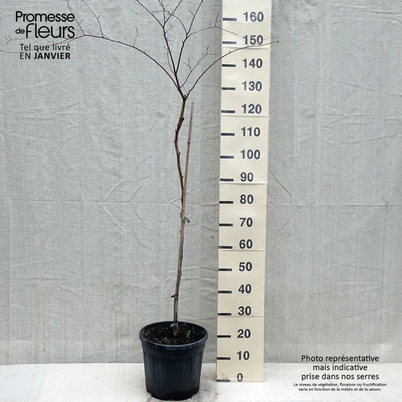 Exemplaar van Zelkova serrata Variegata - Japanse zelkova bont Pot van 7,5 l/10 l zoals geleverd in de winter