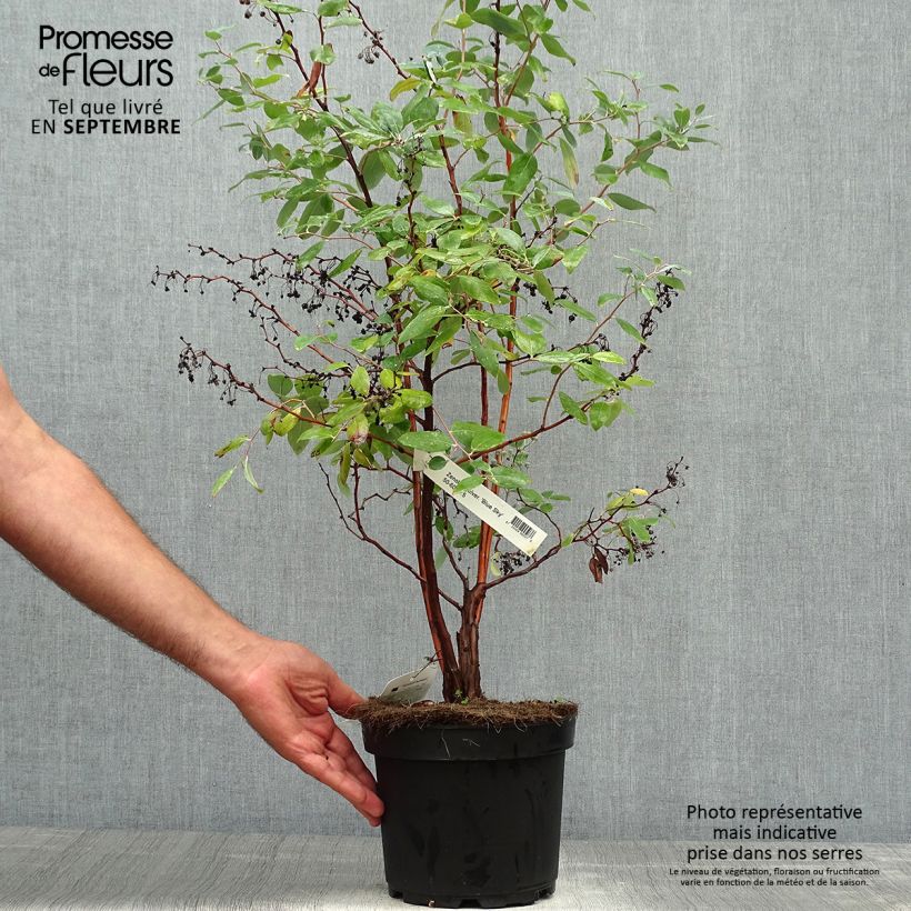 Exemplaar van Zenobia pulverulenta Blue Sky - Muguet en arbre Pot van 7,5 l/10 l zoals geleverd in de herfst