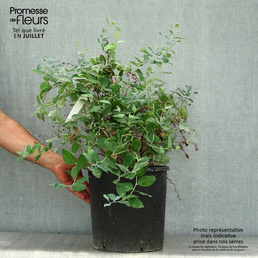 Exemplaar van Zenobia pulverulenta Blue Sky - Muguet en arbre Pot van 12 l/15 l zoals geleverd in de zomer