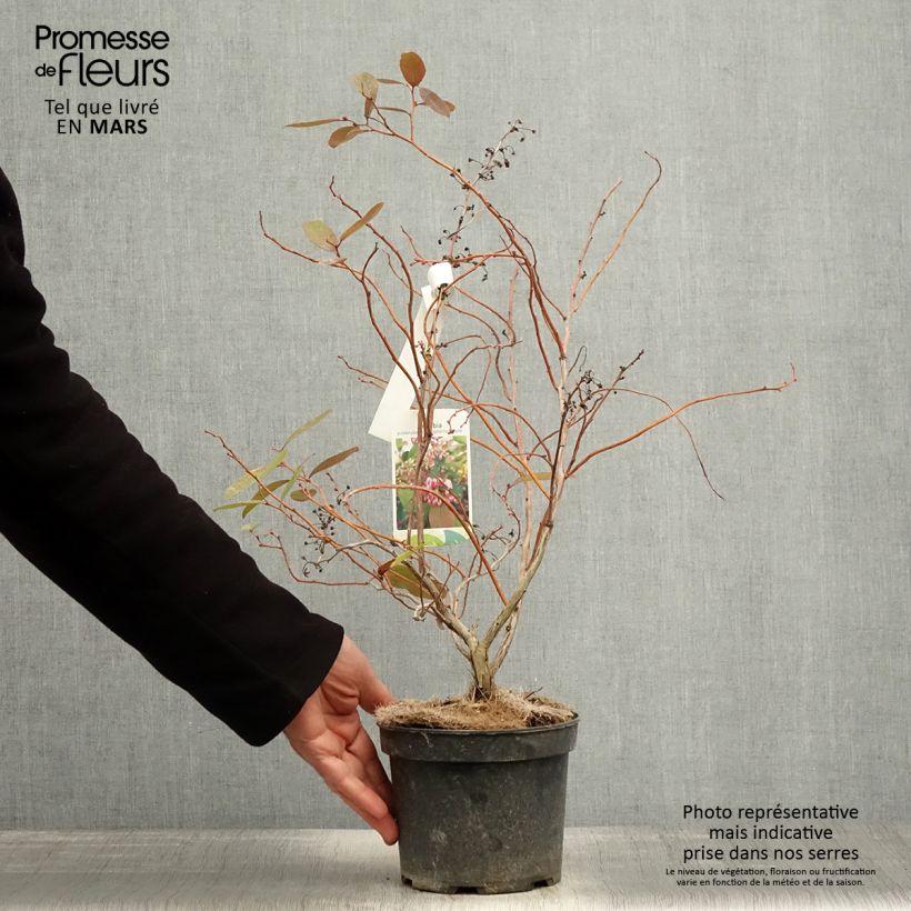 Exemplaar van Zenobia pulverulenta Raspberry Ripple Pot van 2 l/3 l zoals geleverd in de lente