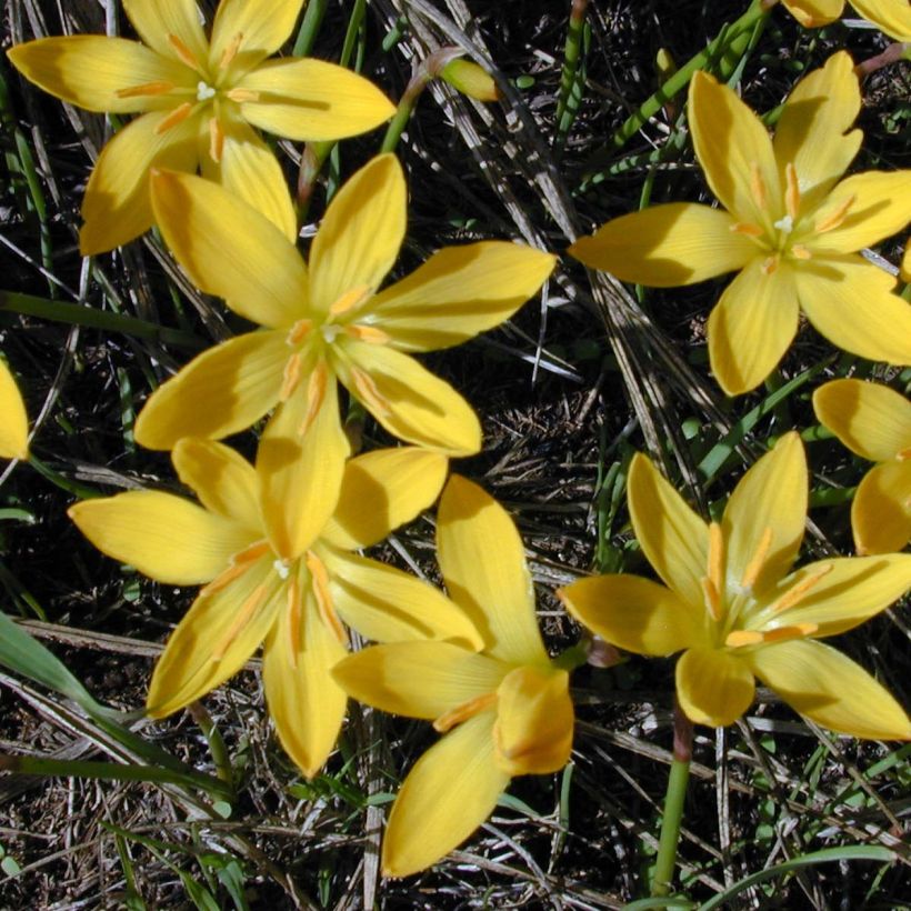 Zephyranthes citrina - Gele westenwindbloem (Bloei)