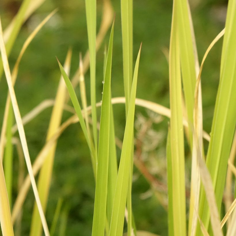 Zizania latifolia - Riz wilde Mandarijn (Blad)