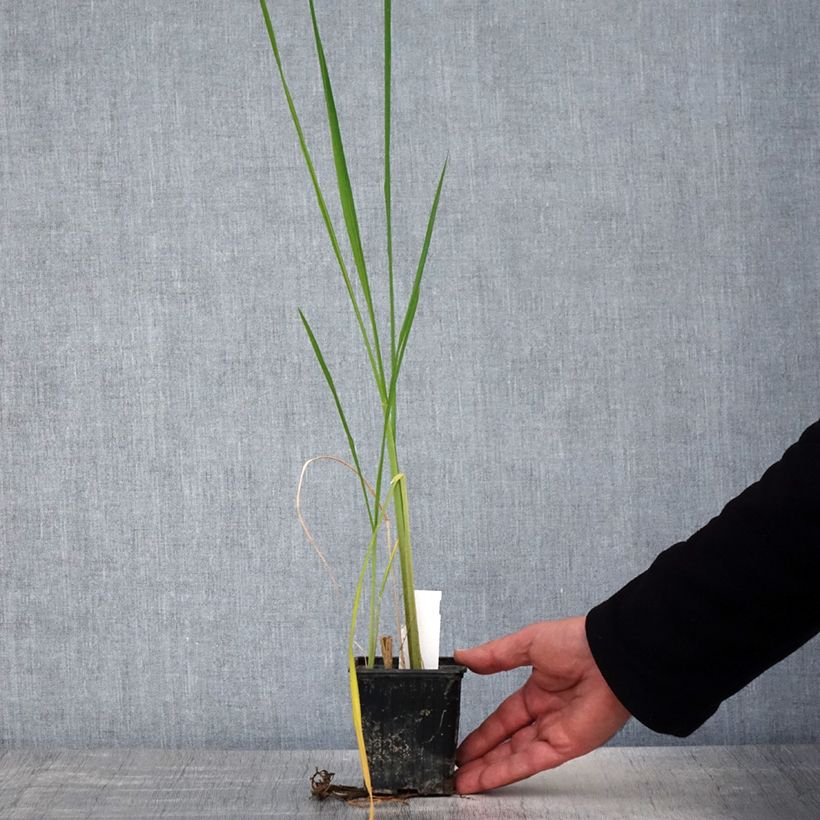 Exemplaar van Zizania latifolia - Riz wilde Mandarijn Kweekpotje van 8/9 cm zoals geleverd in de lente