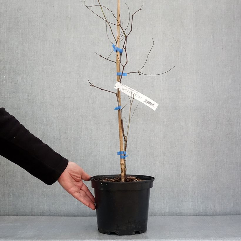 Exemplaar van Chinese dadelboom Abundance - Ziziphus jujuba Pot van 3 l/4 l zoals geleverd in de winter