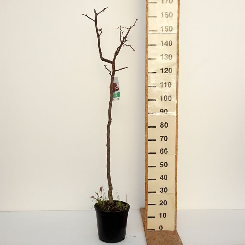Exemplaar van Ziziphus jujuba - Chinese dadel Pot van 12 l/15 l zoals geleverd in de herfst