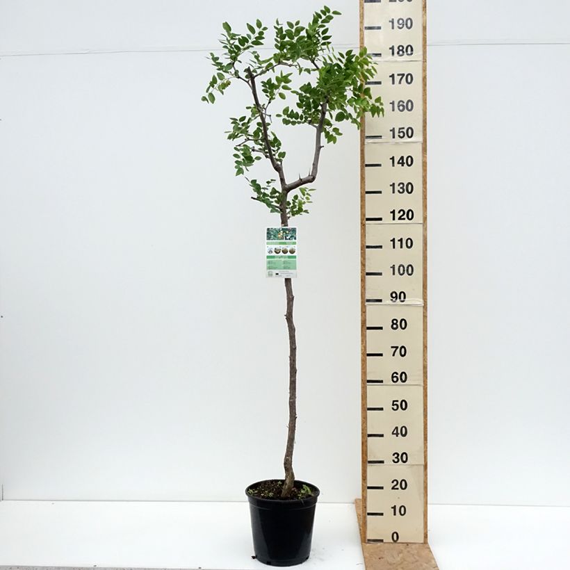 Exemplaar van Ziziphus jujuba - Chinese dadel Pot van 12 l/15 l zoals geleverd in de zomer