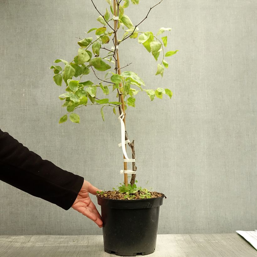 Exemplaar van Chinese dadelboom Li - Ziziphus jujuba Pot van 2 l/3 l, Struik zoals geleverd in de herfst