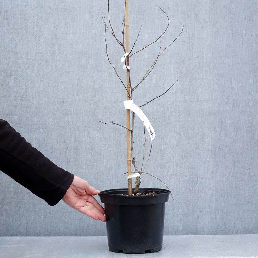 Exemplaar van Chinese dadelboom Li - Ziziphus jujuba Pot van 2 l/3 l, Struik zoals geleverd in de lente