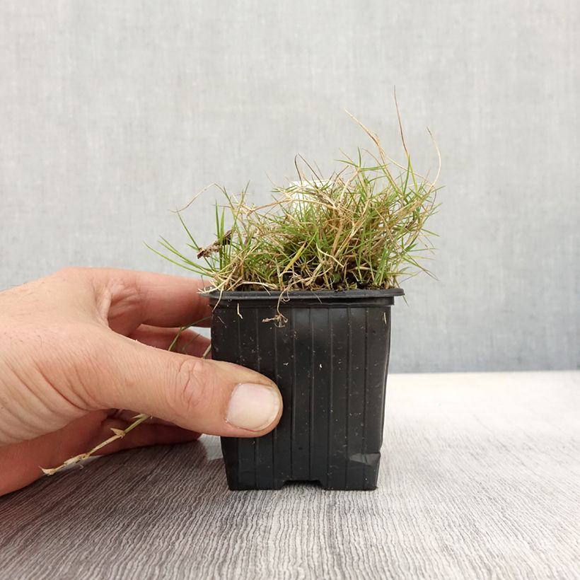 Exemplaar van Zoysia tenuifolia - Mascareense gras Kweekpotje van 8/9 cm zoals geleverd in de herfst
