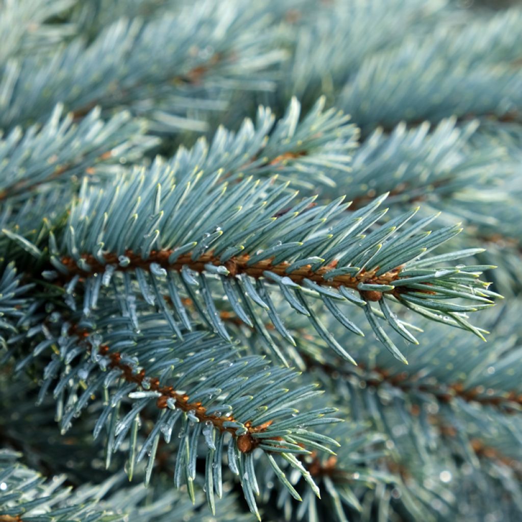 Picea pungens Karpaten - Blauwe spar