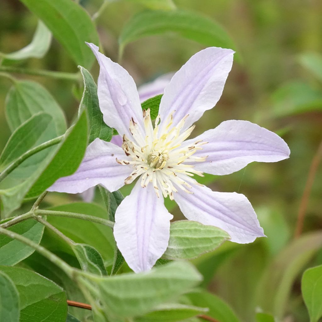 Clematis diversifolia River Star - Kleinbloemige clematis