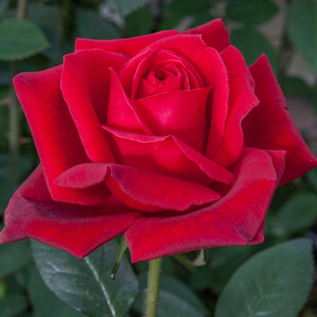 Rosa Jubilé Papa Meilland - Grootbloemige roos