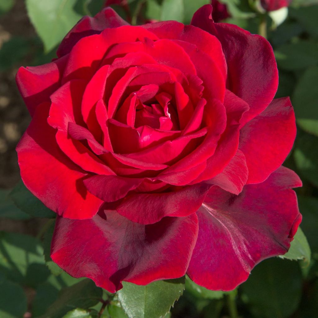 Rosa Jubilé Papa Meilland - Grootbloemige roos