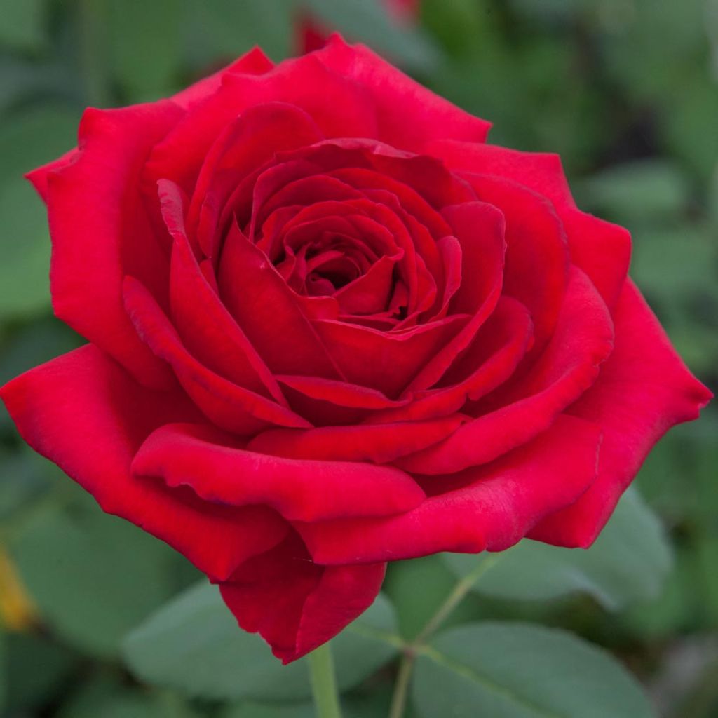 Rosa Jubilé Papa Meilland - Grootbloemige roos