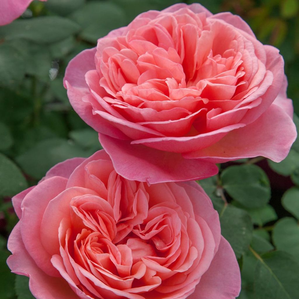 Rosa Mademoiselle Meilland - Grootbloemige roos