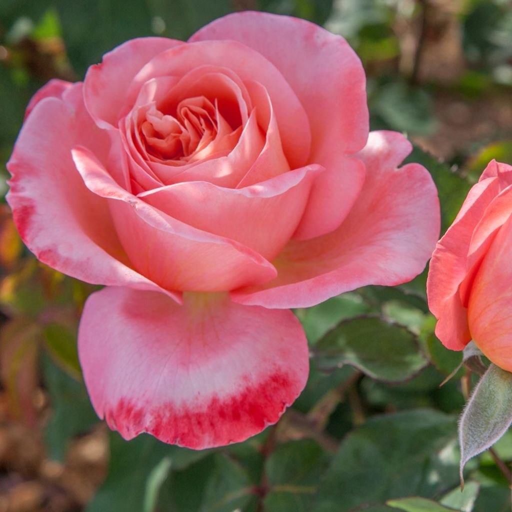 Rosa Mademoiselle Meilland - Grootbloemige roos