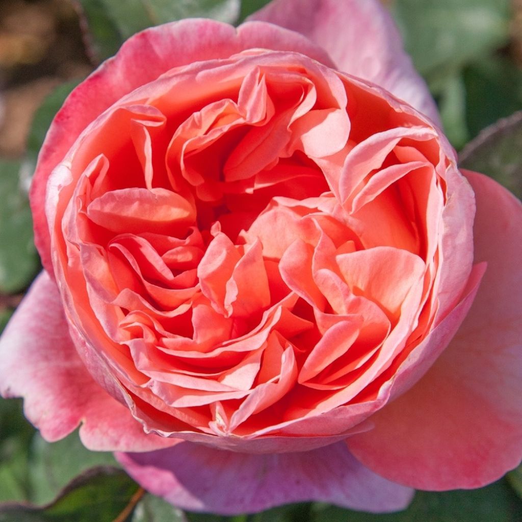 Rosa Mademoiselle Meilland - Grootbloemige roos