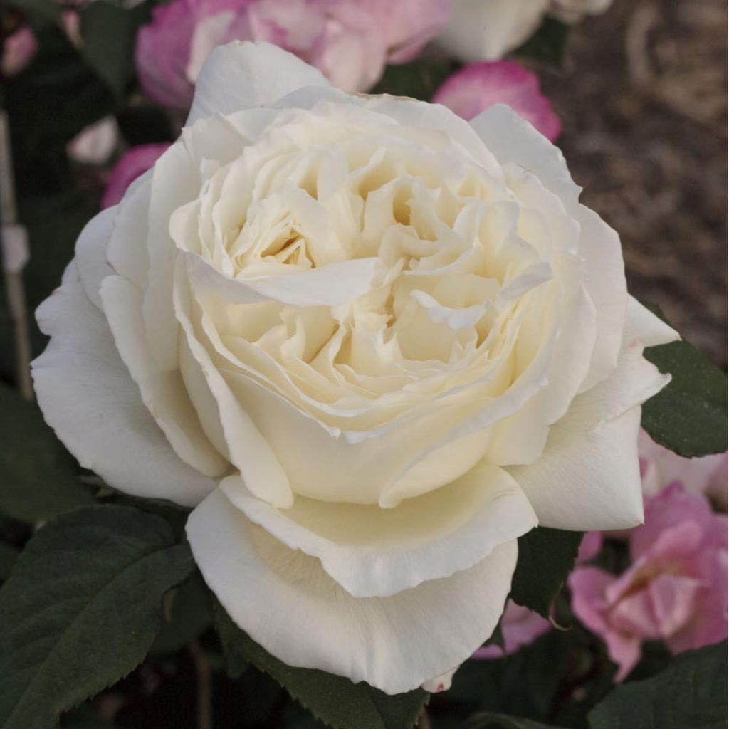 Rosa Jeanne Moreau - Grootbloemige roos