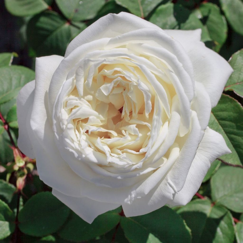 Rosa Jeanne Moreau - Grootbloemige roos