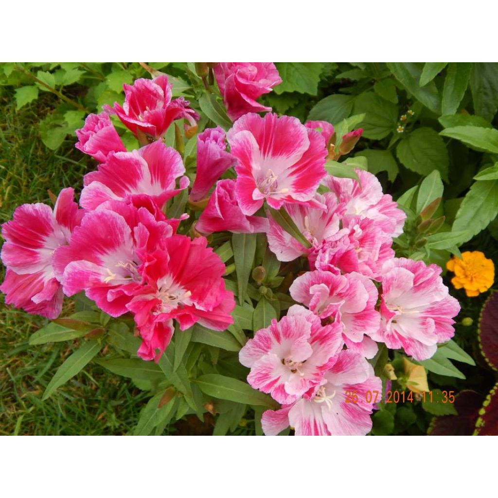 Godetia amoena Rembrandt (zaad) - Zomerazalea