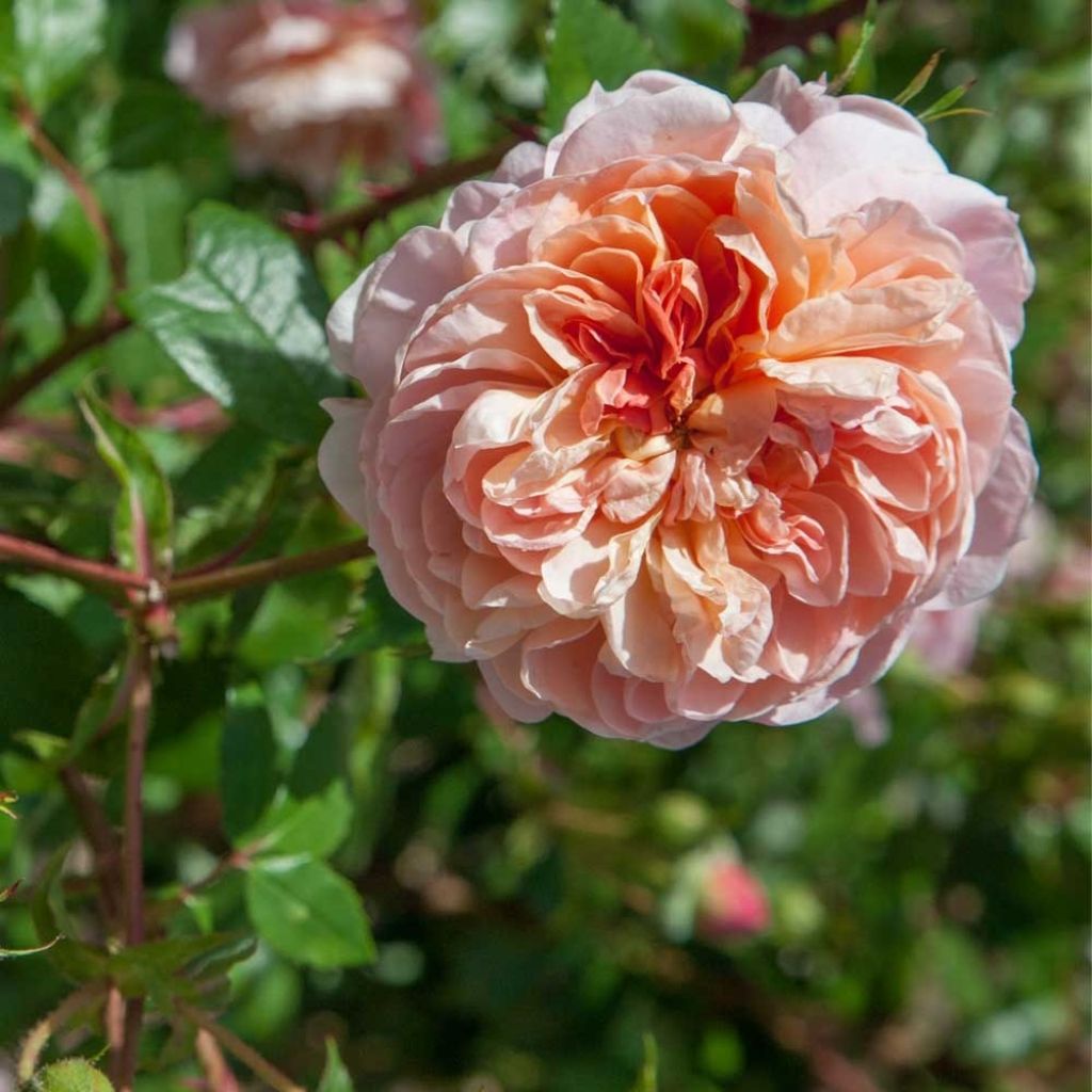 Rosa Colette - Klimroos