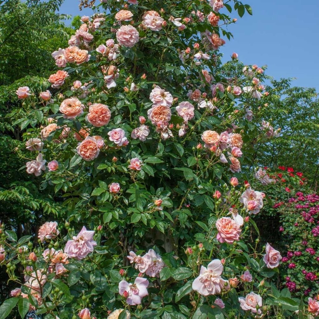 Rosa Colette - Klimroos