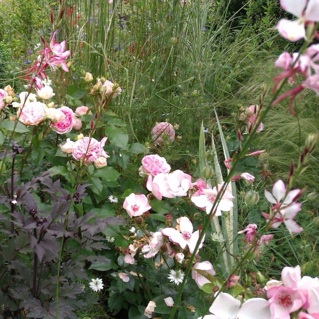 Rosa Kurfürstin Sophie - Trosroos