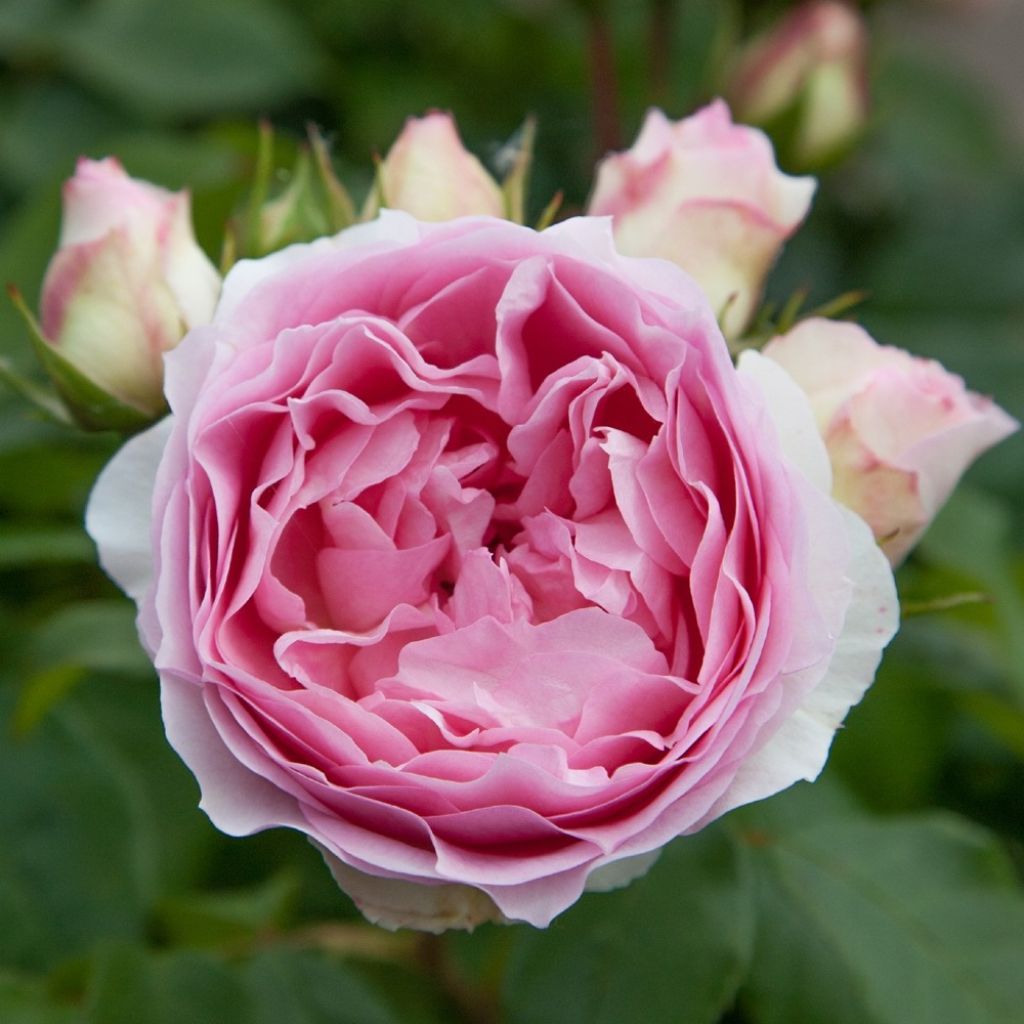 Rosa Kurfürstin Sophie - Trosroos