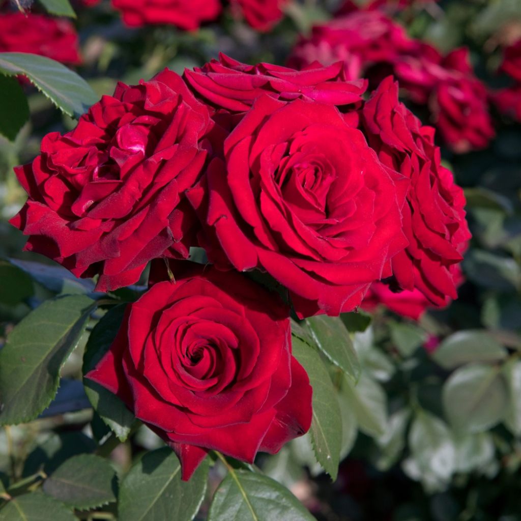 Rosa Niccolo Paganini - Trosroos