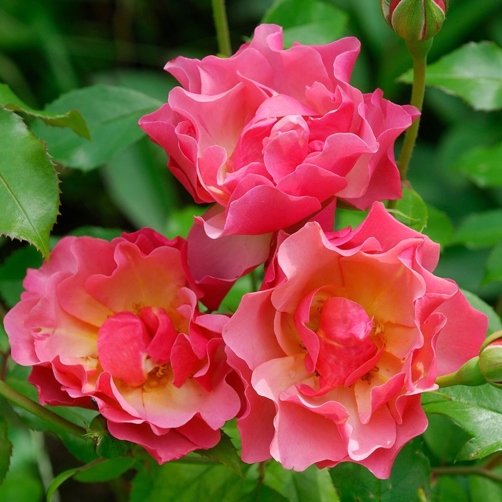 Rosa Jean Cocteau - Trosroos