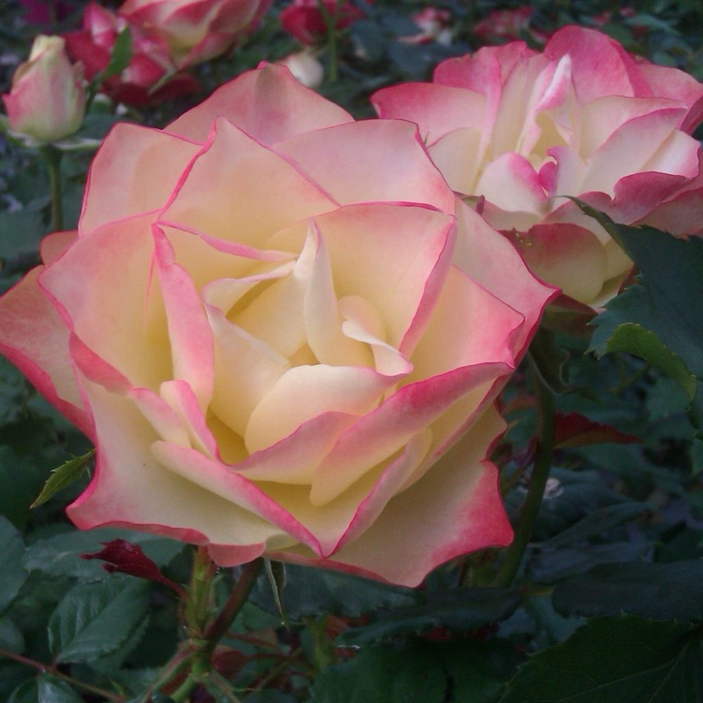 Rosa ORIGAMI - Trosroos