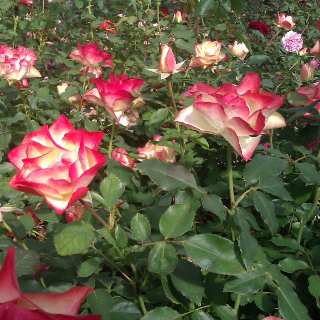 Rosa ORIGAMI - Trosroos